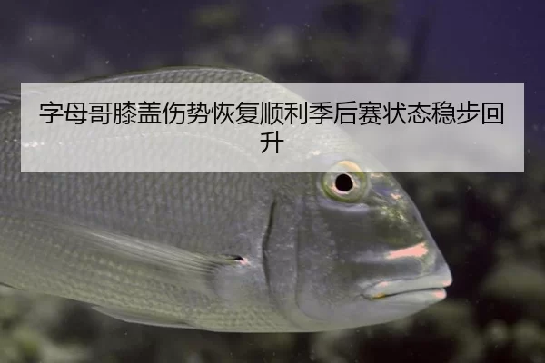 字母哥膝盖伤势恢复顺利季后赛状态稳步回升